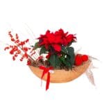 Aranjament Floarea Crăciunului - Poinsettia’s Wonderland